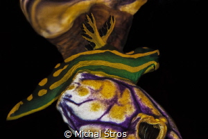 Still life: Nudibranch Tambja gabrielae on tunicate by Michal Štros 
